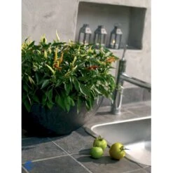 Chilipeber 'Lombardo' Capsicum Annuum 'Lombardo' Pose Med Frø Eller Løg, 5 11 Chilipeber 'Lombardo' Capsicum Annuum 'Lombardo' Pose Med Frø Eller Løg, 5 -Osmo Salgsbutik fi918 capsicum annuum d38b