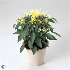 Chilipeber 'Lombardo' Capsicum Annuum 'Lombardo' Pose Med Frø Eller Løg, 5 14 Chilipeber 'Lombardo' Capsicum Annuum 'Lombardo' Pose Med Frø Eller Løg, 5 -Osmo Salgsbutik fi918 capsicum annuum e77b