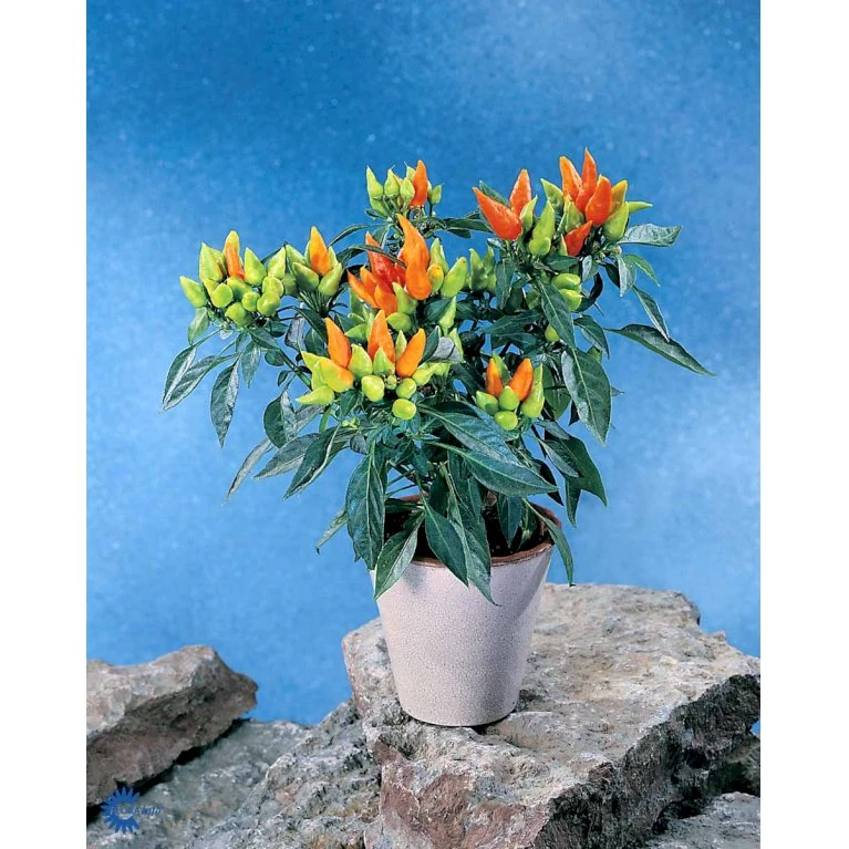 Chilipeber 'Lombardo' Capsicum Annuum 'Lombardo' Pose Med Frø Eller Løg, 5 10 Chilipeber 'Lombardo' Capsicum Annuum 'Lombardo' Pose Med Frø Eller Løg, 5 - Billede 8