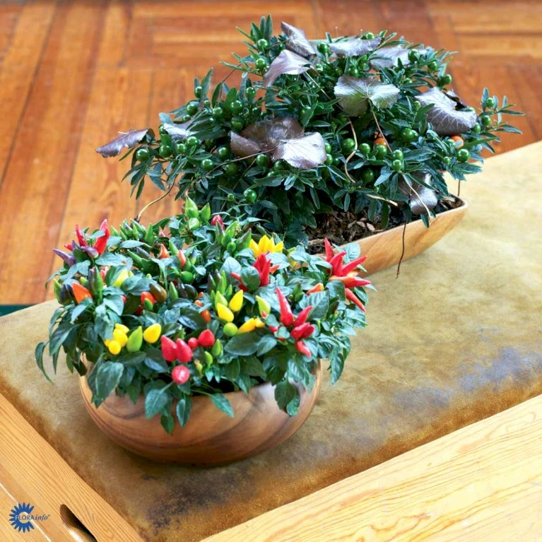 Chilipeber 'Lombardo' Capsicum Annuum 'Lombardo' Pose Med Frø Eller Løg, 5 6 Chilipeber 'Lombardo' Capsicum Annuum 'Lombardo' Pose Med Frø Eller Løg, 5 - Billede 4