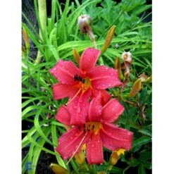 Daglilje 'Pink Damask' Hemerocallis 'Pink Damask' Potte 2 Liter. -Osmo Salgsbutik fi9452 hemerocallis pink damask 1632