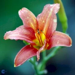 Daglilje 'Pink Damask' Hemerocallis 'Pink Damask' Potte 2 Liter. -Osmo Salgsbutik fi9452 hemerocallis pink damask 795c