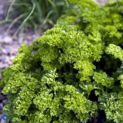 Kruspersille 'Grüne Perle' Øko Petroselinum Crispum 'Grüne Perle' Frøpose, Antal Pr. Pakke, Ca. 120 Stk. -Osmo Salgsbutik fi957 petroselinum crispum 0c69 1