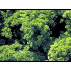 Rodpersille 'Halblange' Petroselinum Crispum 'Halblange' Pose Med Frø Eller Løg, 100 -Osmo Salgsbutik fi957 petroselinum crispum 42d2