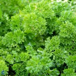 Rodpersille 'Halblange' Petroselinum Crispum 'Halblange' Pose Med Frø Eller Løg, 100 -Osmo Salgsbutik fi957 petroselinum crispum d67c