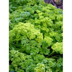 Rodpersille 'Halblange' Petroselinum Crispum 'Halblange' Pose Med Frø Eller Løg, 100 -Osmo Salgsbutik fi957 petroselinum crispum f1e2