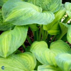 Funkia 'Guacamole' Hosta Hybrid 'Guacamole' 1 Liter Potte -Osmo Salgsbutik fi9685 hosta guacamole e3aa