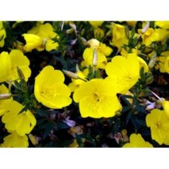 Natlys 'Hohes Licht' Oenothera Tetragona 'Hohes Licht' 1 Liter Potte -Osmo Salgsbutik mi10002 oenothera fruticosa hohes licht 1af9
