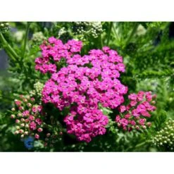 Almindelig Røllike 'Pink Grapefruit' Achillea Millefolium 'Pink Grapefruit' 1 Liter Potte -Osmo Salgsbutik mi10152 achillea mil t f pink grapefruit e387