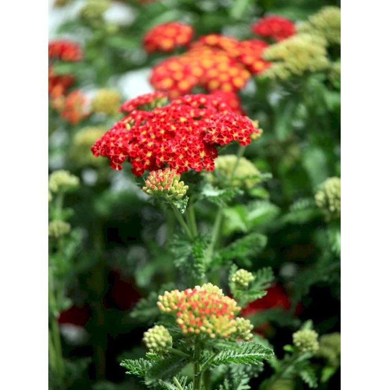 Røllike 'Red Velvet’ Achillea Millefolium ‘Red Velvet’ 1 Liter Potte 3 Røllike 'Red Velvet’ Achillea Millefolium ‘Red Velvet’ 1 Liter Potte