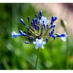 Skærmlilje 'Dr. Brouwer' Agapanthus Hybrid 'Dr. Brouwer' Potte 2 Liter.