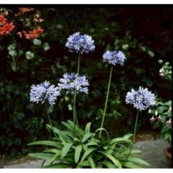 Skærmlilje 'Dr. Brouwer' Agapanthus Hybrid 'Dr. Brouwer' Potte 2 Liter. -Osmo Salgsbutik mi10218 agapanthus dr brouwer 8d02