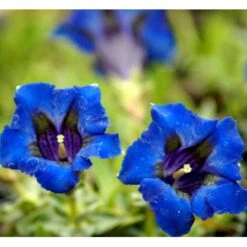 Trompet Ensian Gentiana Acaulis 10 Cm. Potte -Osmo Salgsbutik mi1028 gentiana acaulis 117a