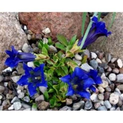 Trompet Ensian Gentiana Acaulis 10 Cm. Potte -Osmo Salgsbutik mi1028 gentiana acaulis cad6