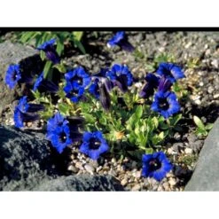 Trompet Ensian Gentiana Acaulis 10 Cm. Potte -Osmo Salgsbutik mi1028 gentiana acaulis f1d5