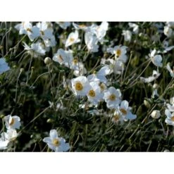 Høstanemone 'Honorine Jobert' Anemone Japonica 'Honorine Jobert' 1 Liter Potte -Osmo Salgsbutik mi10365 anemone x hybrida honorine jobert 534f