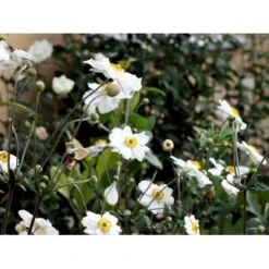 Høstanemone 'Honorine Jobert' Anemone Japonica 'Honorine Jobert' 1 Liter Potte -Osmo Salgsbutik mi10365 anemone x hybrida honorine jobert 8486