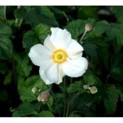 Høstanemone 'Honorine Jobert' Anemone Japonica 'Honorine Jobert' 1 Liter Potte -Osmo Salgsbutik mi10365 anemone x hybrida honorine jobert db16
