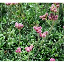 Kattefod 'Rubra' Antennaria Dioca 'Rubra' 10 Cm. Potte -Osmo Salgsbutik mi10384 antennaria dioica rubra 6847