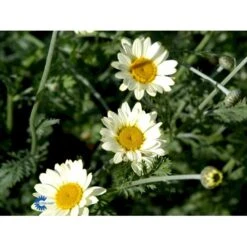 Farve-Gåseurt Anthemis Tinctoria 'Sauce Hollandaise' 1 Liter Potte -Osmo Salgsbutik mi10401 anthemis tinctoria sauce hollandaise 423f