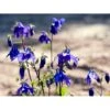 Alpeakeleje Aquilegia Alpina 1 Liter Potte -Osmo Salgsbutik mi10412 aquilegia alpina 3432