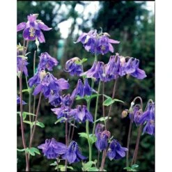 Alpeakeleje Aquilegia Alpina 1 Liter Potte -Osmo Salgsbutik mi10412 aquilegia alpina 838c