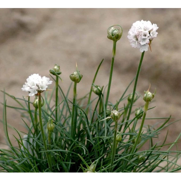 Engelsk Græs 'Alba' Armeria Maritima 'Alba' 10 Cm. Potte 3 Engelsk Græs 'Alba' Armeria Maritima 'Alba' 10 Cm. Potte