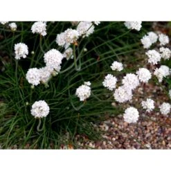 Engelsk Græs 'Alba' Armeria Maritima 'Alba' 10 Cm. Potte 10 Engelsk Græs 'Alba' Armeria Maritima 'Alba' 10 Cm. Potte -Osmo Salgsbutik mi10483 armeria maritima alba e167