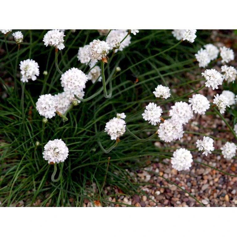 Engelsk Græs 'Alba' Armeria Maritima 'Alba' 10 Cm. Potte 6 Engelsk Græs 'Alba' Armeria Maritima 'Alba' 10 Cm. Potte - Billede 4