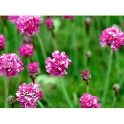 Engelsk Græs 'Düsseldorfer Stolz' Armeria Martima 'Düsseldorfter Stoltz' 10 Cm. Potte -Osmo Salgsbutik mi10487 armeria maritima duesseldorfer stolz 11e2