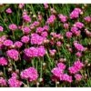 Engelsk Græs 'Düsseldorfer Stolz' Armeria Martima 'Düsseldorfter Stoltz' 10 Cm. Potte -Osmo Salgsbutik mi10487 armeria maritima duesseldorfer stolz 132a