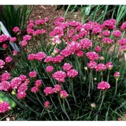 Engelsk Græs 'Düsseldorfer Stolz' Armeria Martima 'Düsseldorfter Stoltz' 10 Cm. Potte -Osmo Salgsbutik mi10487 armeria maritima duesseldorfer stolz 2629