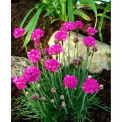 Engelsk Græs 'Düsseldorfer Stolz' Armeria Martima 'Düsseldorfter Stoltz' 10 Cm. Potte -Osmo Salgsbutik mi10487 armeria maritima duesseldorfer stolz 53c7