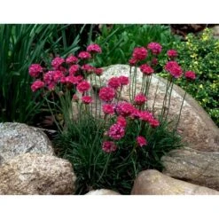 Engelsk Græs 'Düsseldorfer Stolz' Armeria Martima 'Düsseldorfter Stoltz' 10 Cm. Potte -Osmo Salgsbutik mi10487 armeria maritima duesseldorfer stolz ce22