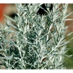 Opret Sølvbynke Artemisia Ludovioiana 'Silver Queen' 1 Liter Potte -Osmo Salgsbutik mi10509 artemisia ludoviciana silver queen 54c6