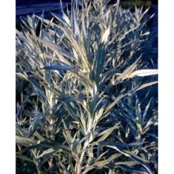 Opret Sølvbynke Artemisia Ludovioiana 'Silver Queen' 1 Liter Potte -Osmo Salgsbutik mi10509 artemisia ludoviciana silver queen 9c96
