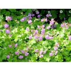 Engelsk Storkenæb 'Cambridge' Geranium Cantabrigiense 'Cambridge' 10 Cm. Potte -Osmo Salgsbutik mi1052 geranium cantabrigiense cambridge 22fa