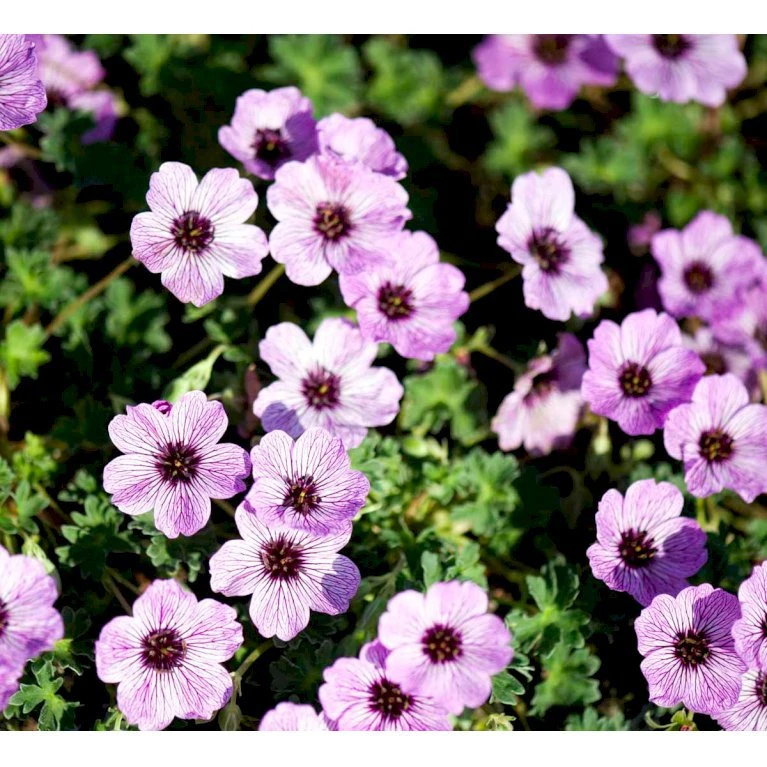 Storkenæb 'Ballerina' Geranium Cinereum 'Ballerina' 10 Cm. Potte 3 Storkenæb 'Ballerina' Geranium Cinereum 'Ballerina' 10 Cm. Potte