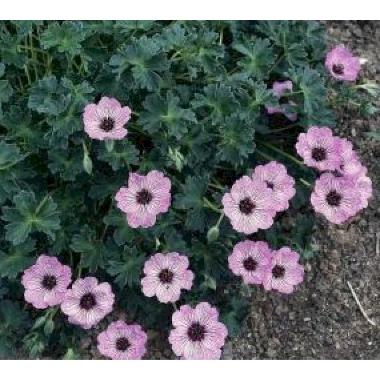 Storkenæb 'Ballerina' Geranium Cinereum 'Ballerina' 10 Cm. Potte 13 Storkenæb 'Ballerina' Geranium Cinereum 'Ballerina' 10 Cm. Potte - Billede 11