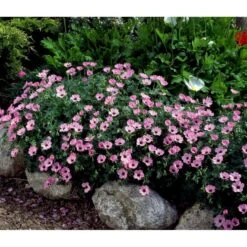 Storkenæb 'Ballerina' Geranium Cinereum 'Ballerina' 10 Cm. Potte 22 Storkenæb 'Ballerina' Geranium Cinereum 'Ballerina' 10 Cm. Potte -Osmo Salgsbutik mi1053 geranium cinereum ballerina 29ea