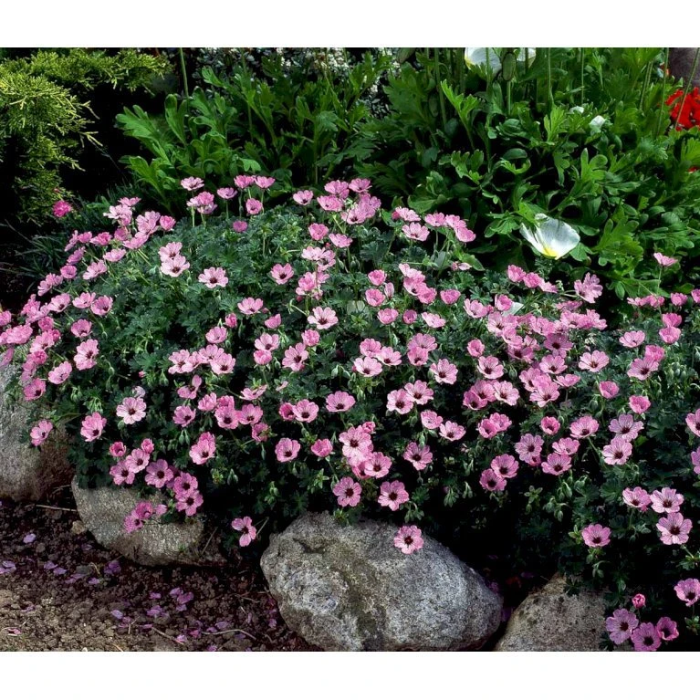 Storkenæb 'Ballerina' Geranium Cinereum 'Ballerina' 10 Cm. Potte 12 Storkenæb 'Ballerina' Geranium Cinereum 'Ballerina' 10 Cm. Potte - Billede 10