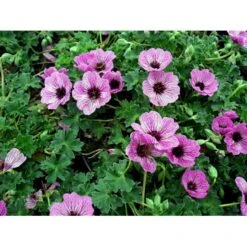 Storkenæb 'Ballerina' Geranium Cinereum 'Ballerina' 10 Cm. Potte 16 Storkenæb 'Ballerina' Geranium Cinereum 'Ballerina' 10 Cm. Potte -Osmo Salgsbutik mi1053 geranium cinereum ballerina 53eb