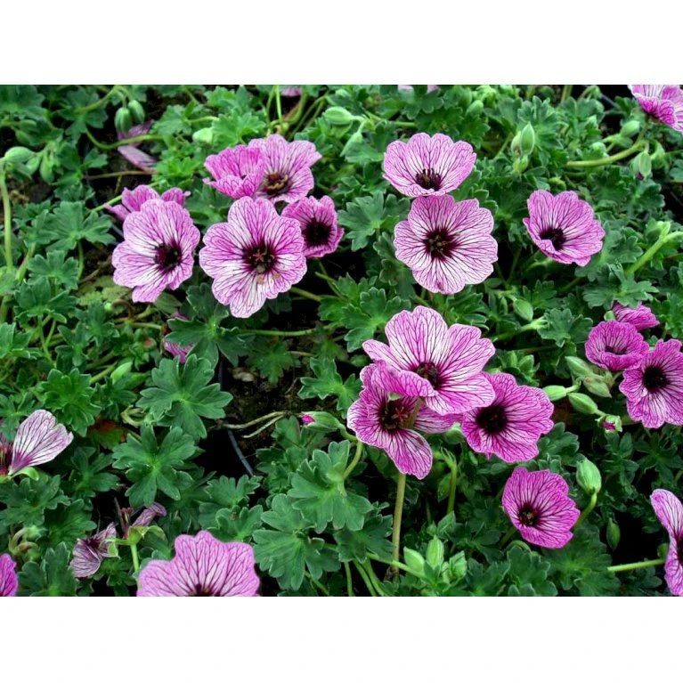 Storkenæb 'Ballerina' Geranium Cinereum 'Ballerina' 10 Cm. Potte 6 Storkenæb 'Ballerina' Geranium Cinereum 'Ballerina' 10 Cm. Potte - Billede 4