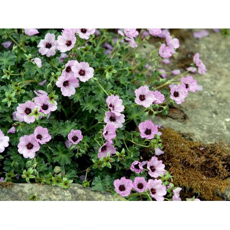 Storkenæb 'Ballerina' Geranium Cinereum 'Ballerina' 10 Cm. Potte 10 Storkenæb 'Ballerina' Geranium Cinereum 'Ballerina' 10 Cm. Potte - Billede 8
