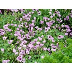Storkenæb 'Ballerina' Geranium Cinereum 'Ballerina' 10 Cm. Potte 19 Storkenæb 'Ballerina' Geranium Cinereum 'Ballerina' 10 Cm. Potte -Osmo Salgsbutik mi1053 geranium cinereum ballerina 73a4