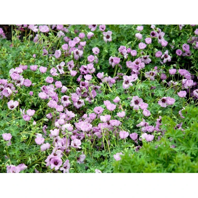 Storkenæb 'Ballerina' Geranium Cinereum 'Ballerina' 10 Cm. Potte 9 Storkenæb 'Ballerina' Geranium Cinereum 'Ballerina' 10 Cm. Potte - Billede 7