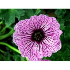 Storkenæb 'Ballerina' Geranium Cinereum 'Ballerina' 10 Cm. Potte 15 Storkenæb 'Ballerina' Geranium Cinereum 'Ballerina' 10 Cm. Potte -Osmo Salgsbutik mi1053 geranium cinereum ballerina e43b