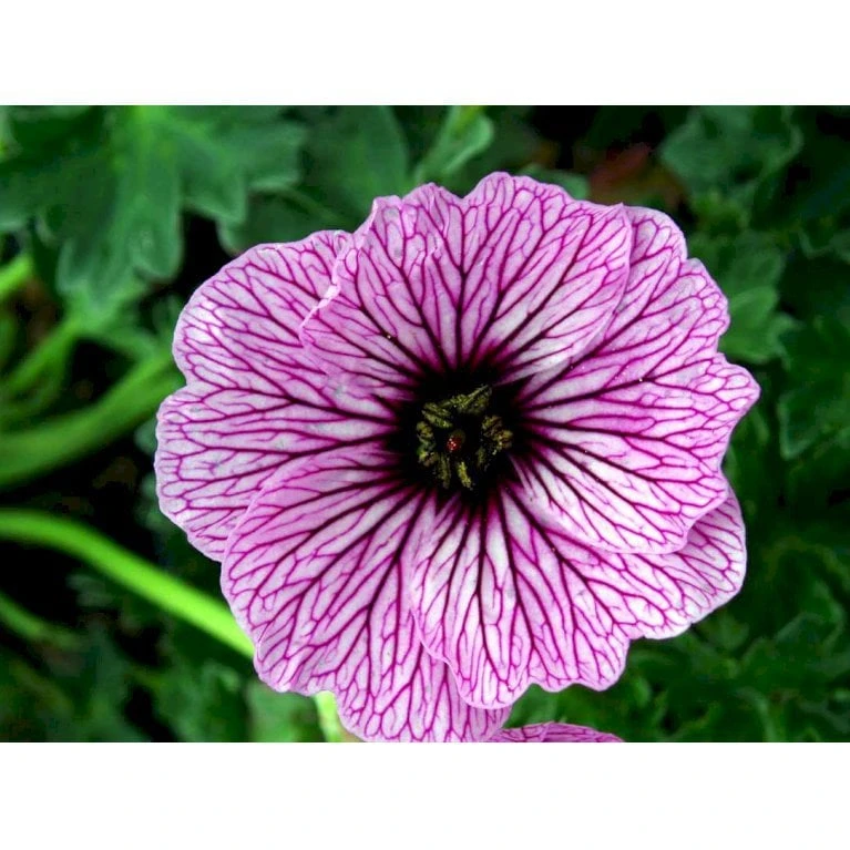 Storkenæb 'Ballerina' Geranium Cinereum 'Ballerina' 10 Cm. Potte 5 Storkenæb 'Ballerina' Geranium Cinereum 'Ballerina' 10 Cm. Potte - Billede 3
