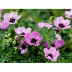 Storkenæb 'Ballerina' Geranium Cinereum 'Ballerina' 10 Cm. Potte 21 Storkenæb 'Ballerina' Geranium Cinereum 'Ballerina' 10 Cm. Potte -Osmo Salgsbutik mi1053 geranium cinereum ballerina e792