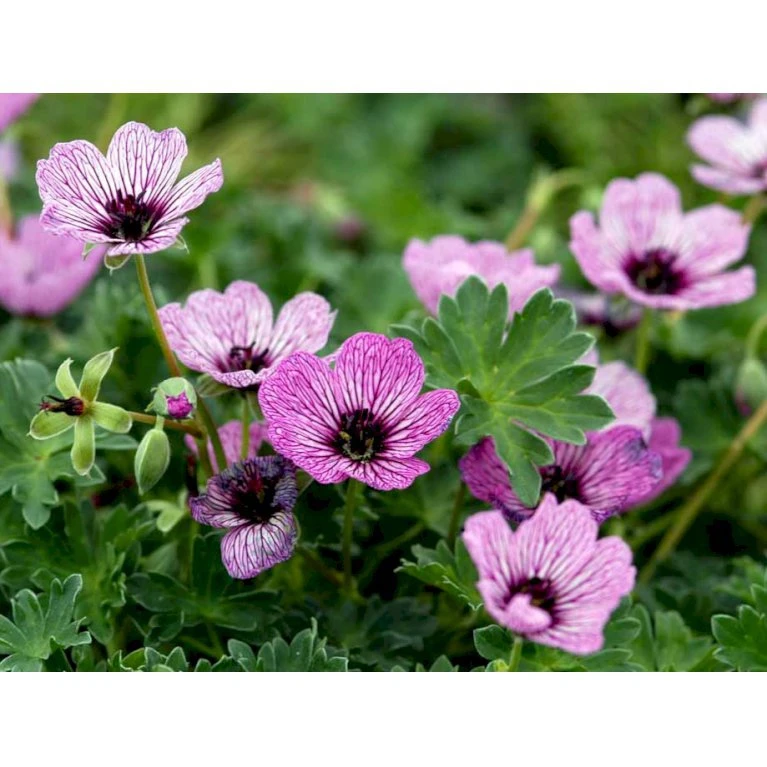 Storkenæb 'Ballerina' Geranium Cinereum 'Ballerina' 10 Cm. Potte 11 Storkenæb 'Ballerina' Geranium Cinereum 'Ballerina' 10 Cm. Potte - Billede 9